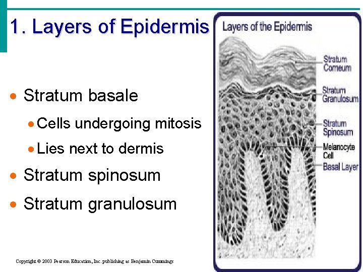 1. Layers of Epidermis · Stratum basale · Cells undergoing mitosis · Lies next