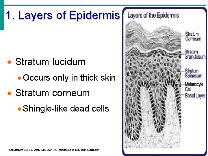 1. Layers of Epidermis · Stratum lucidum · Occurs only in thick skin ·