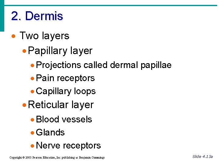 2. Dermis · Two layers · Papillary layer · Projections called dermal papillae ·