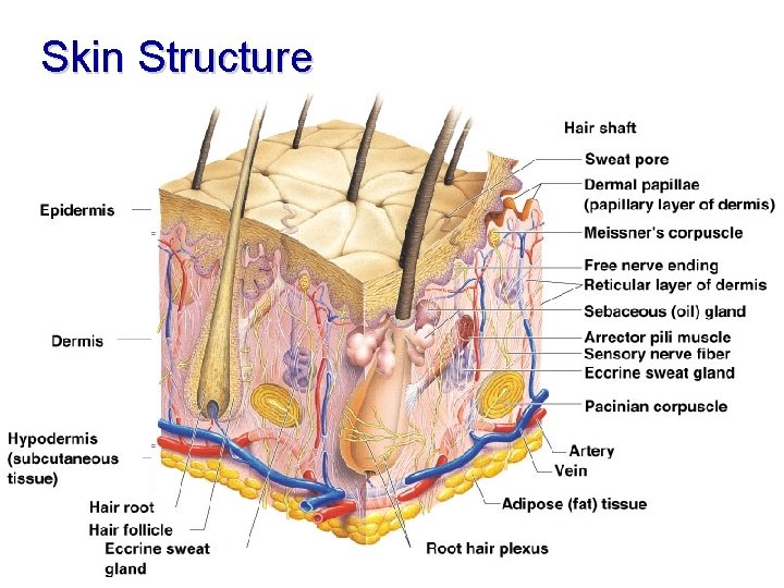 Skin Structure 