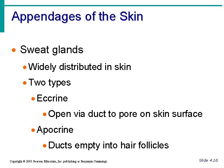 Appendages of the Skin · Sweat glands · Widely distributed in skin · Two