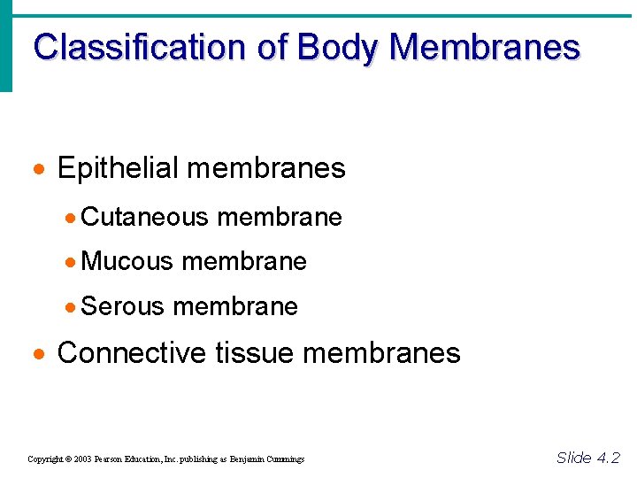 Classification of Body Membranes · Epithelial membranes · Cutaneous membrane · Mucous membrane ·