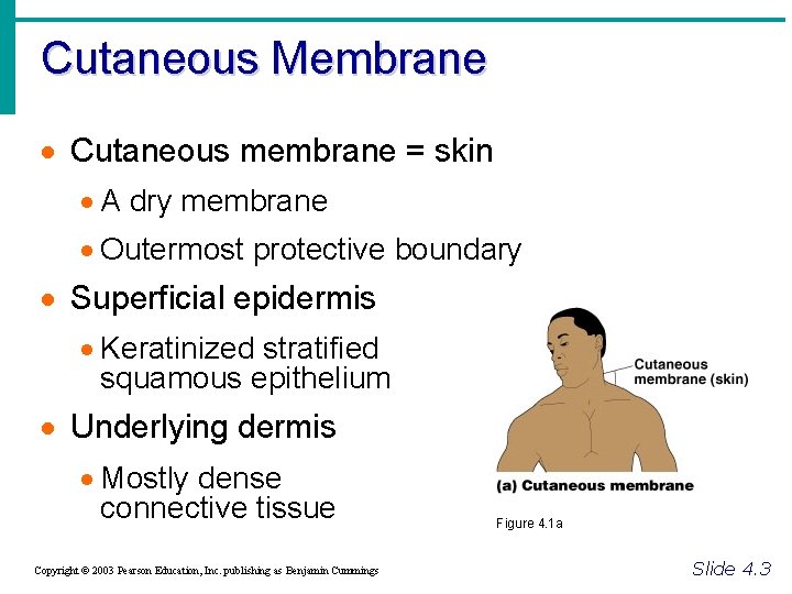 Cutaneous Membrane · Cutaneous membrane = skin · A dry membrane · Outermost protective
