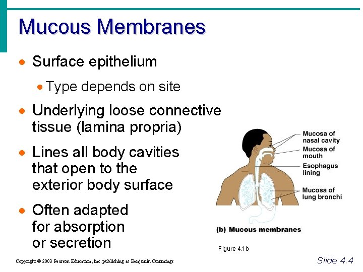 Mucous Membranes · Surface epithelium · Type depends on site · Underlying loose connective