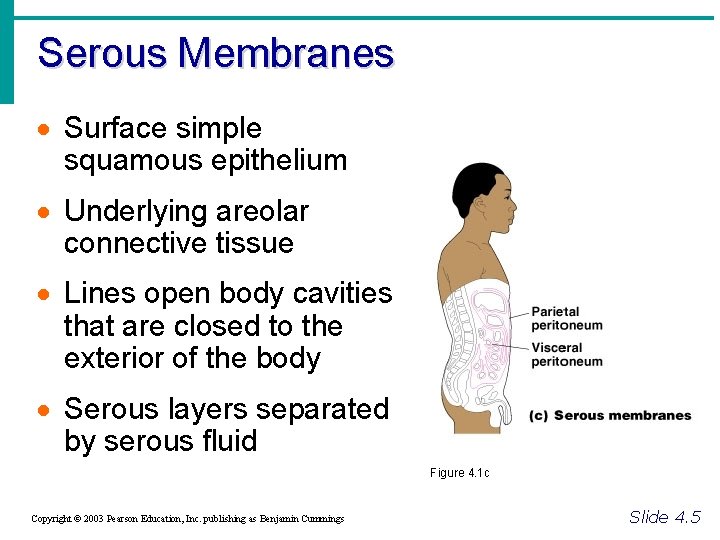 Serous Membranes · Surface simple squamous epithelium · Underlying areolar connective tissue · Lines