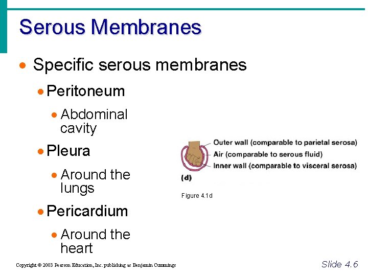 Serous Membranes · Specific serous membranes · Peritoneum · Abdominal cavity · Pleura ·
