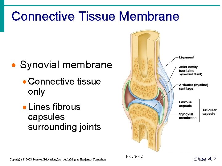 Connective Tissue Membrane · Synovial membrane · Connective tissue only · Lines fibrous capsules
