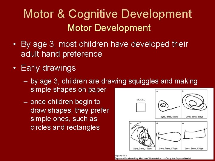 Motor & Cognitive Development Motor Development • By age 3, most children have developed