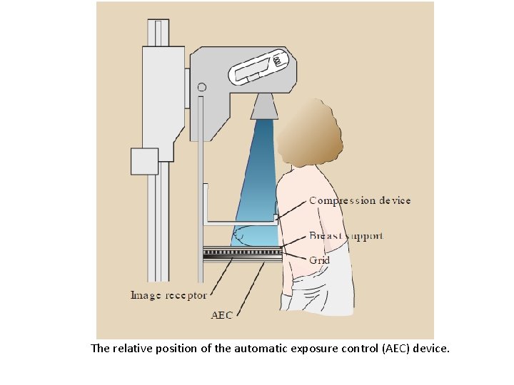 The relative position of the automatic exposure control (AEC) device. 