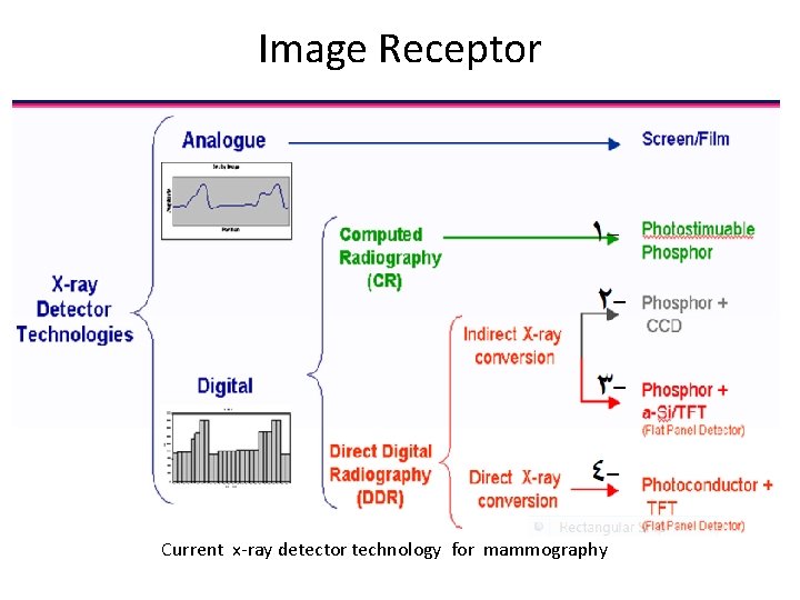 Image Receptor Current x-ray detector technology for mammography 