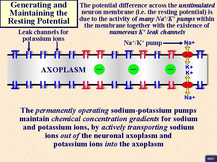 Generating and Maintaining the Resting Potential Leak channels for potassium ions The potential difference