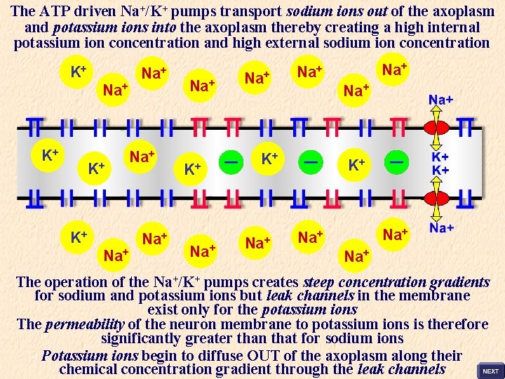 The ATP driven Na+/K+ pumps transport sodium ions out of the axoplasm and potassium