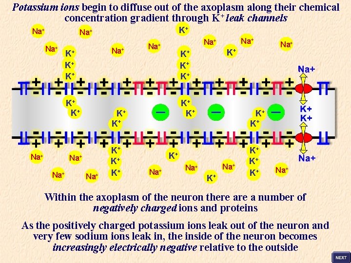 Potassium ions begin to diffuse out of the axoplasm along their chemical concentration gradient