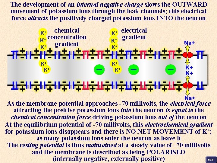 The development of an internal negative charge slows the OUTWARD movement of potassium ions