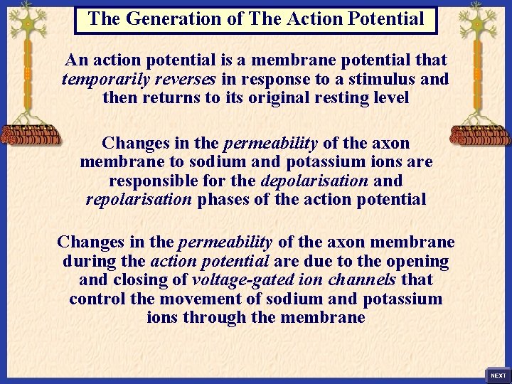 The Generation of The Action Potential An action potential is a membrane potential that