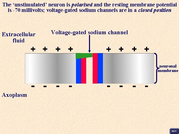 The ‘unstimulated’ neuron is polarised and the resting membrane potential is -70 millivolts; voltage-gated