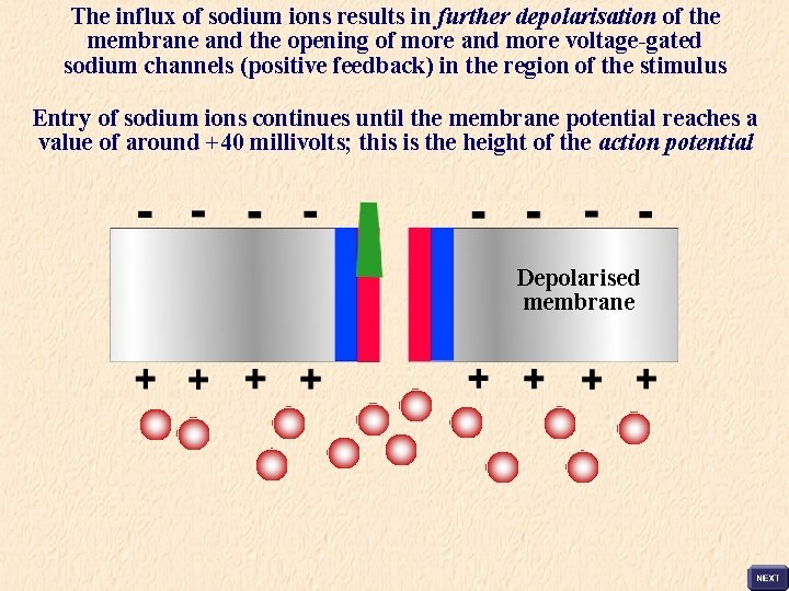 The influx of sodium ions results in further depolarisation of the membrane and the