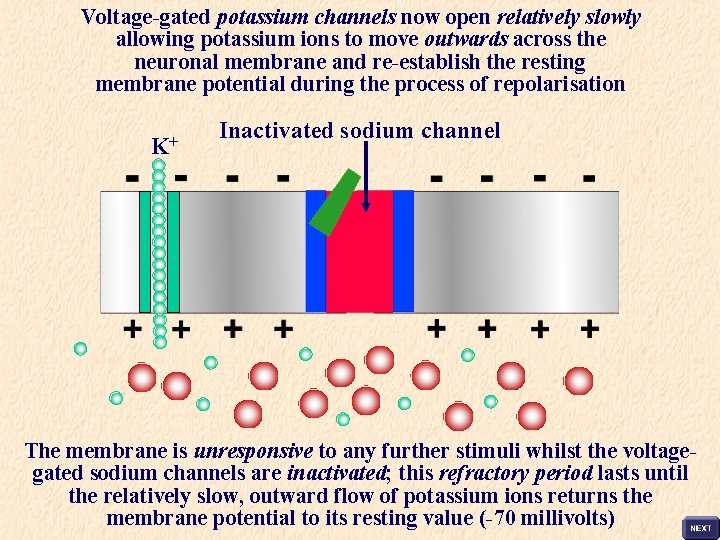 Voltage-gated potassium channels now open relatively slowly allowing potassium ions to move outwards across