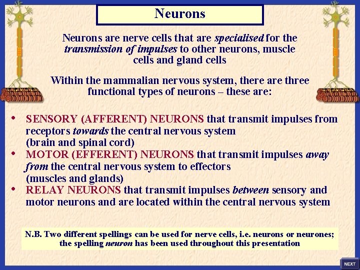 Neurons are nerve cells that are specialised for the transmission of impulses to other