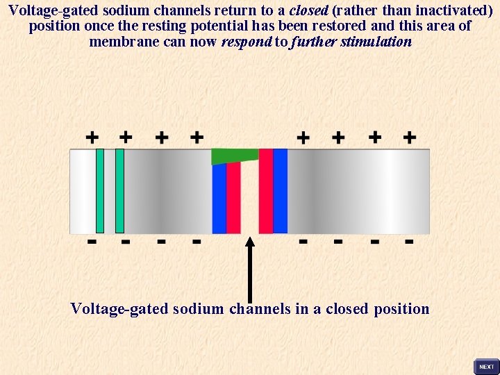 Voltage-gated sodium channels return to a closed (rather than inactivated) position once the resting