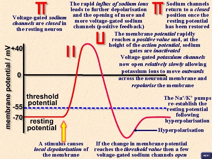 The rapid influx of sodium ions Sodium channels leads to further depolarisation return to