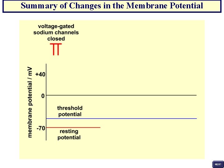 Summary of Changes in the Membrane Potential 