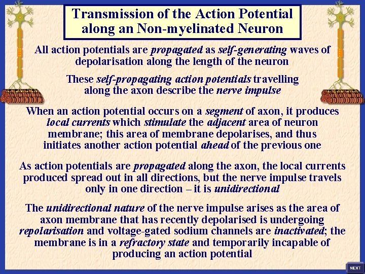 Transmission of the Action Potential along an Non-myelinated Neuron All action potentials are propagated