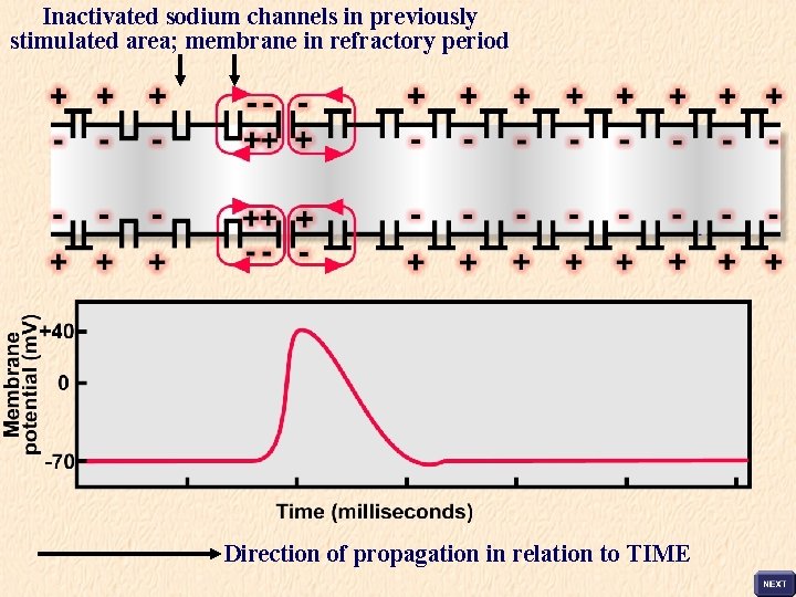 Inactivated sodium channels in previously stimulated area; membrane in refractory period Direction of propagation