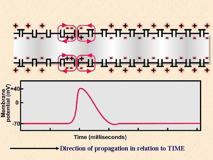 Direction of propagation in relation to TIME 