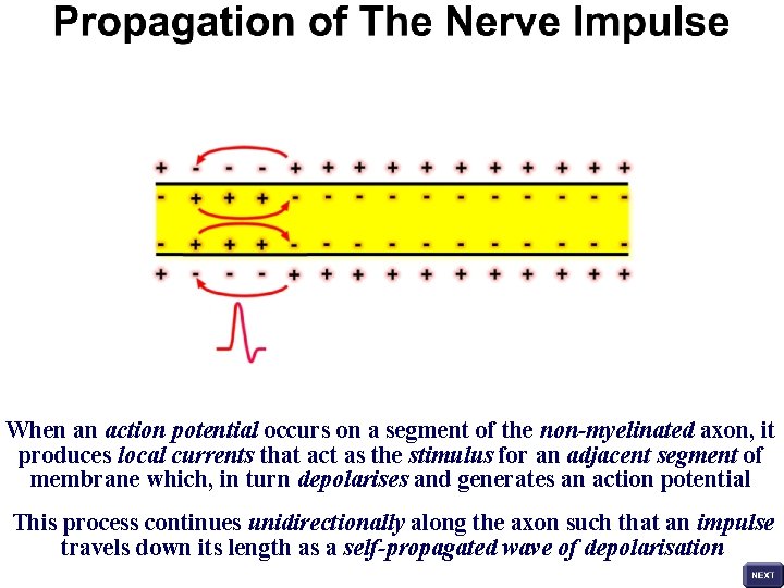 When an action potential occurs on a segment of the non-myelinated axon, it produces