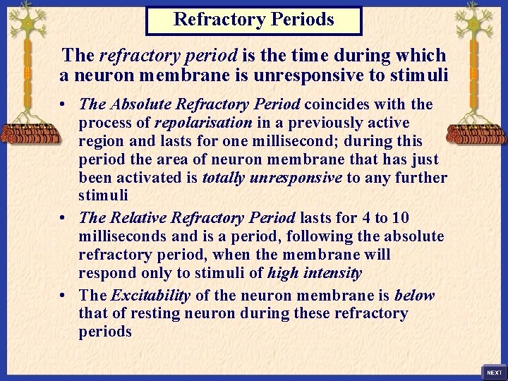 Refractory Periods The refractory period is the time during which a neuron membrane is