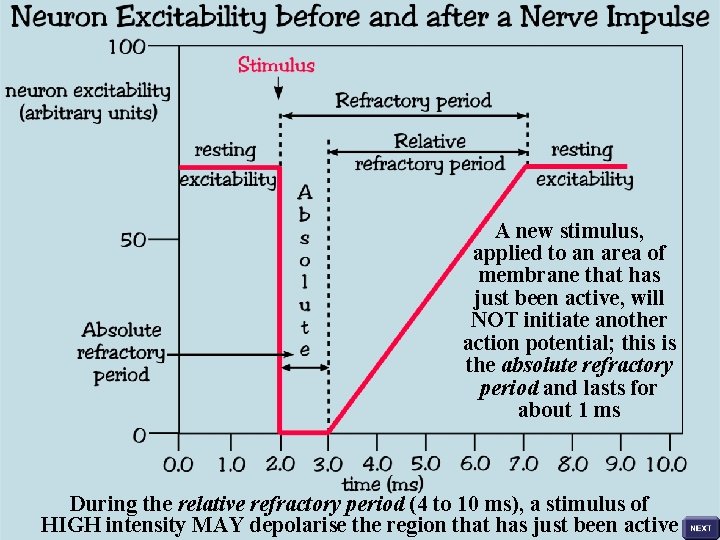 A new stimulus, applied to an area of membrane that has just been active,