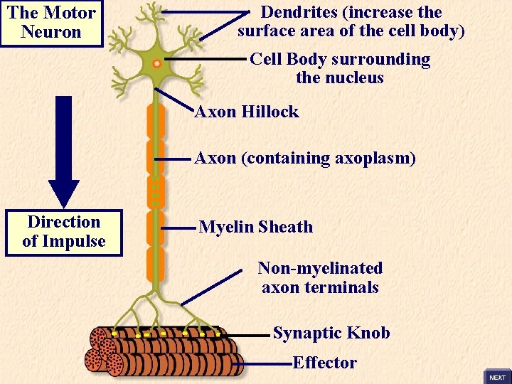 The Motor Neuron Dendrites (increase the surface area of the cell body) Cell Body