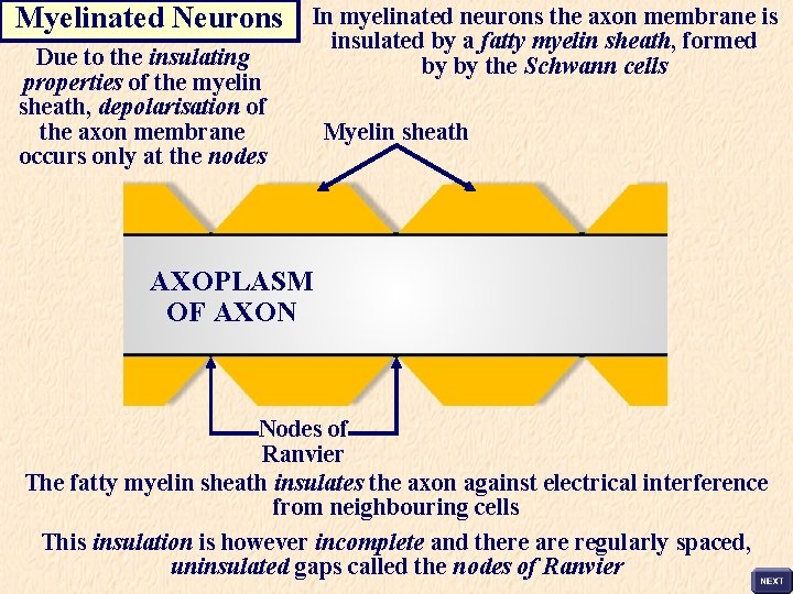 Myelinated Neurons Due to the insulating properties of the myelin sheath, depolarisation of the