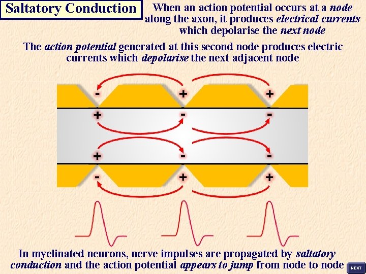 Saltatory Conduction When an action potential occurs at a node along the axon, it
