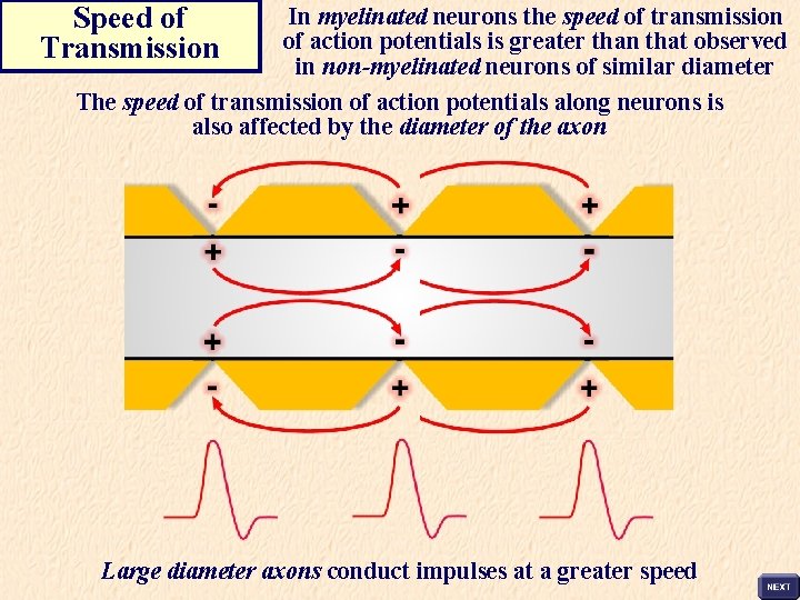 Speed of Transmission In myelinated neurons the speed of transmission of action potentials is