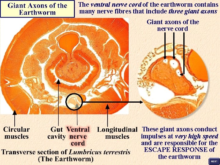 The ventral nerve cord of the earthworm contains many nerve fibres that include three