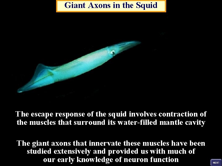 Giant Axons in the Squid The escape response of the squid involves contraction of