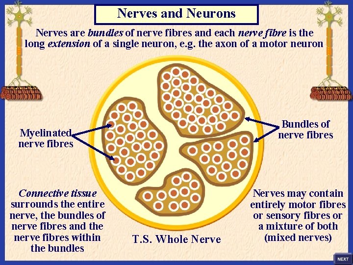 Nerves and Neurons Nerves are bundles of nerve fibres and each nerve fibre is