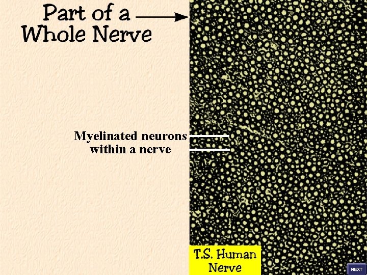 Myelinated neurons within a nerve 