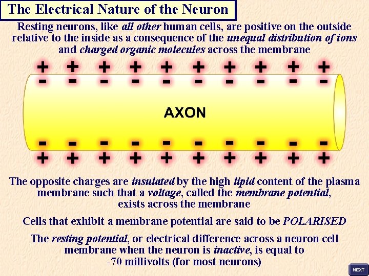 The Electrical Nature of the Neuron Resting neurons, like all other human cells, are