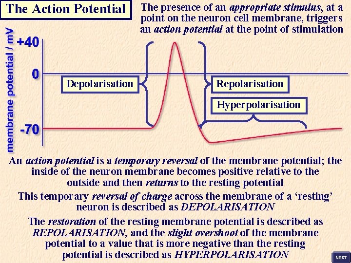 The Action Potential Depolarisation The presence of an appropriate stimulus, at a point on