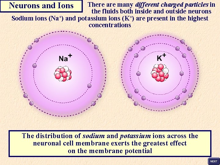 Neurons and Ions There are many different charged particles in the fluids both inside