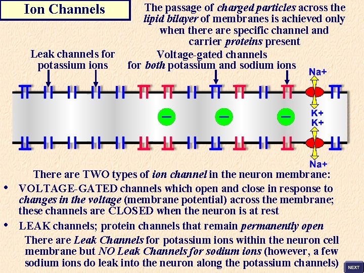 Ion Channels Leak channels for potassium ions • • The passage of charged particles