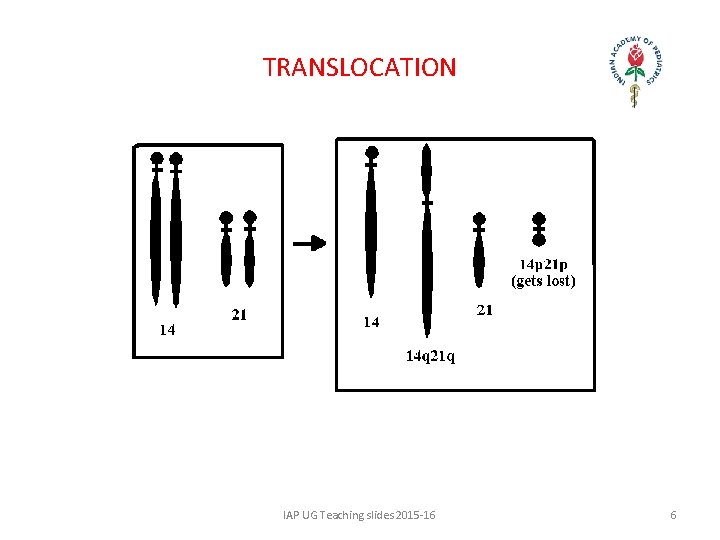 TRANSLOCATION IAP UG Teaching slides 2015 -16 6 