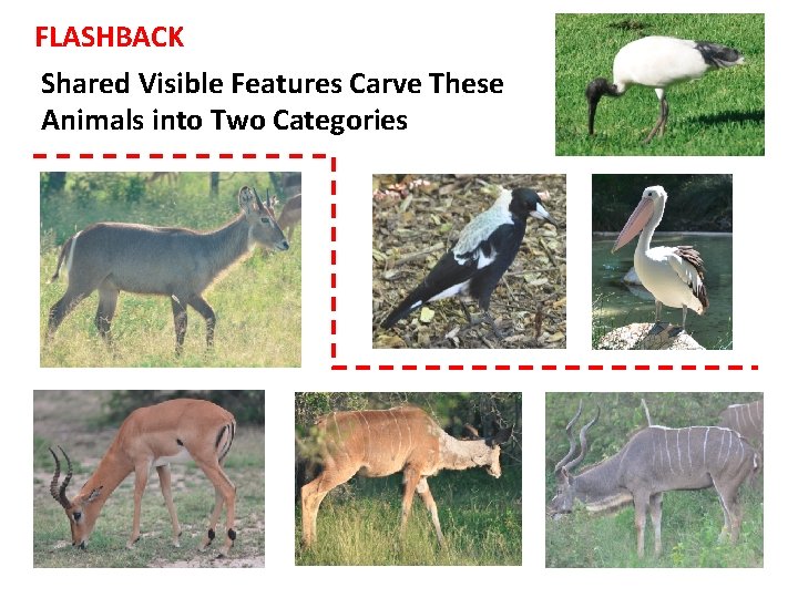 FLASHBACK Shared Visible Features Carve These Animals into Two Categories 