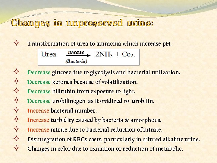 Changes in unpreserved urine: ² Transformation of urea to ammonia which increase p. H.