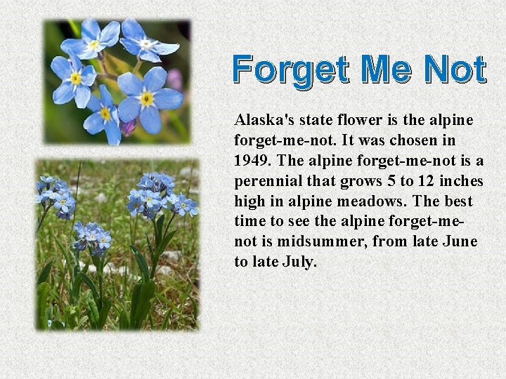 Forget Me Not Alaska's state flower is the alpine forget-me-not. It was chosen in