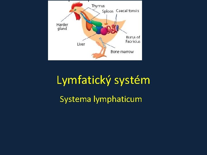 Lymfatický systém Systema lymphaticum 
