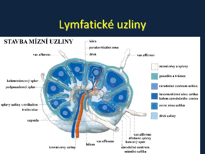 Lymfatické uzliny 